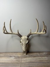 Faux Deer Skull Wall Mount