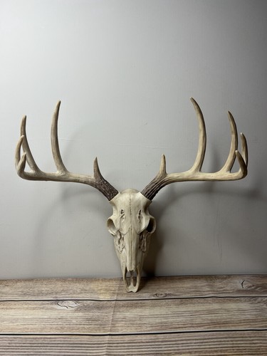 Faux deer skull wall - deer,