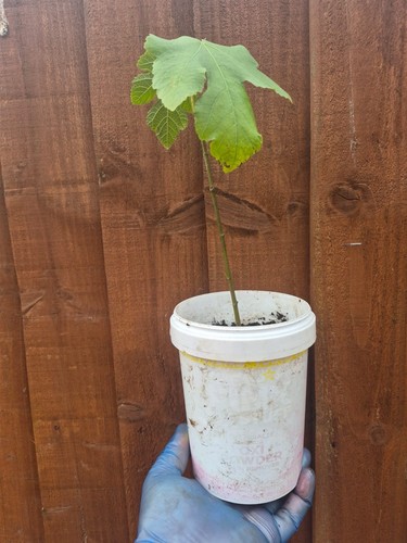 Fig plant - fig,