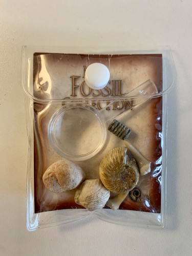 British fossils - fossils, my
