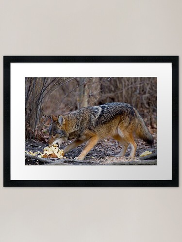 Wiley coyote framed - coyote, art