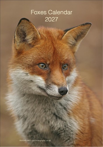 Foxes 2027 wildlife calendar - foxes,