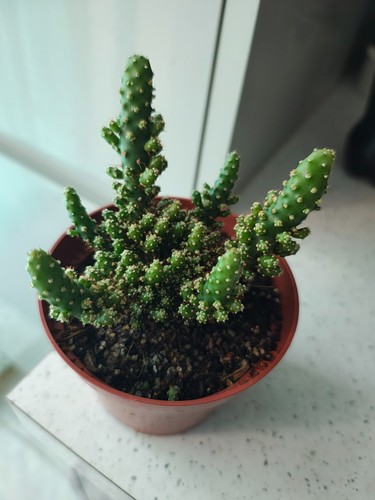 Opuntia tuna mostruosa - opuntia, mostruosa'