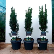 3 x Taxus Baccata Fastigiata