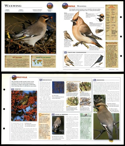 Waxwing birds wildlife - waxwing,