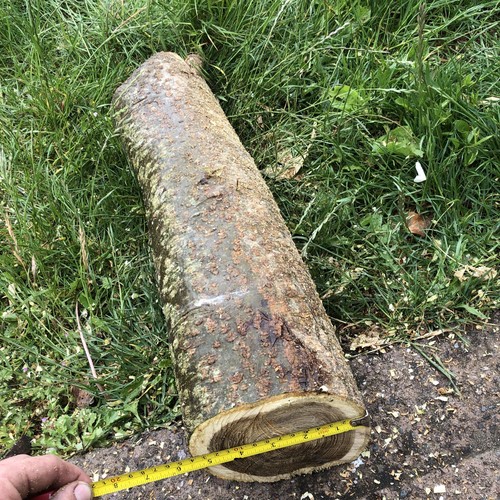 Laburnum wood turning blank - turning,