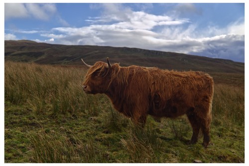 Highland cow isle skye - highland,