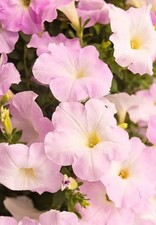 Petunia Appleblosom 20 plug