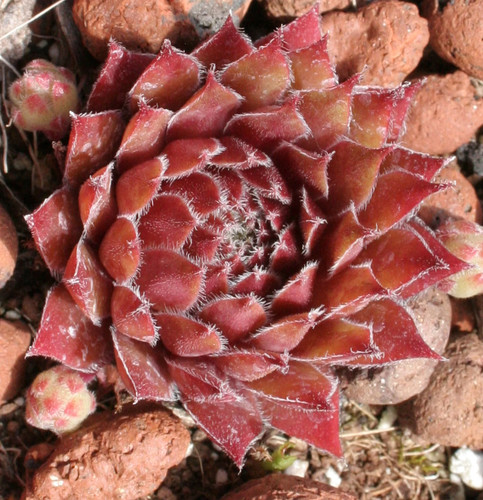 Sempervivum corsair - sempervivum,