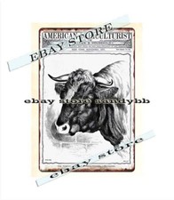 design 1893 American