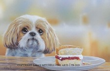Paul Doyle New Shih-tzu