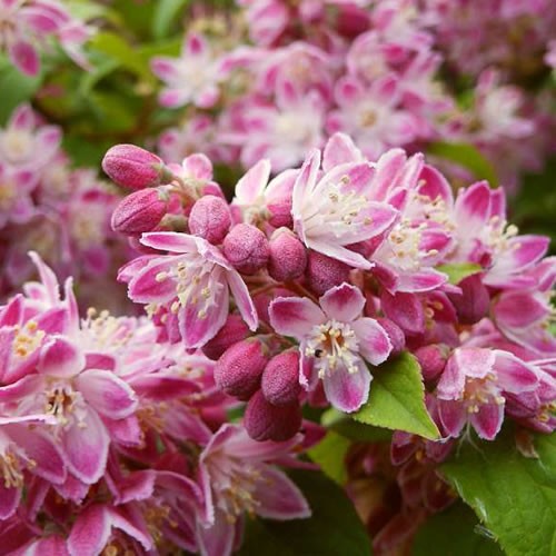 Deutzia strawberry fields - fields, live