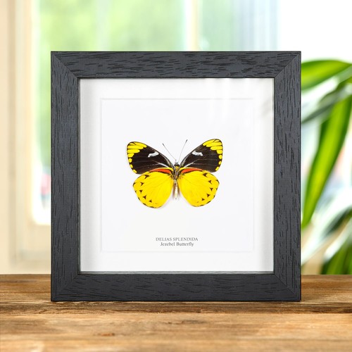 Jezebel taxidermy butterfly - jezebel,