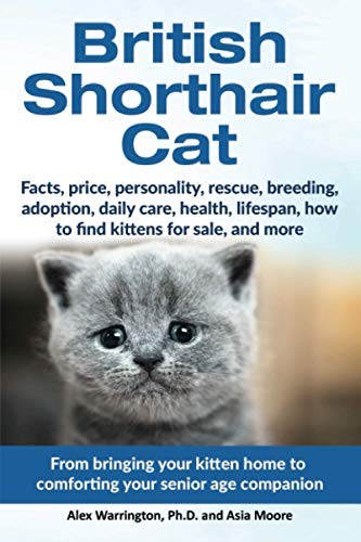 British shorthair cat from - shorthair, cat: