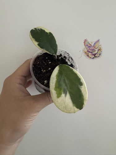 Hoya obovata albo splash - obovata,