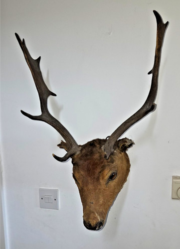 Antique large red - deer, stag
