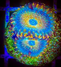 SAF~White Zombie Zoanthid