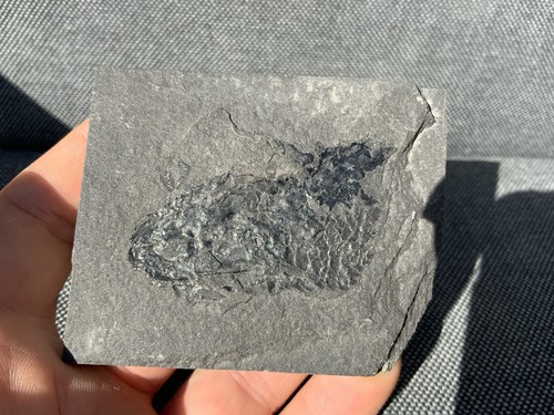 Rare fossil fish - fossil,