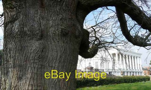 Photo 6x4 oak - oak, trunk