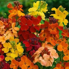 6 X Wallflower Fair Lady Mix