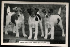 Tobacco Card, Senior Service,DOGS,DOG BREEDS,1939,Smooth Fox Terrier Puppies,#37