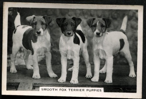 Tobacco card senior - card,,