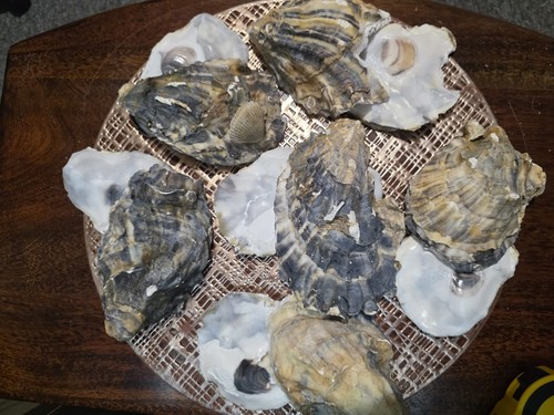 Large empty oyster shells - empty,