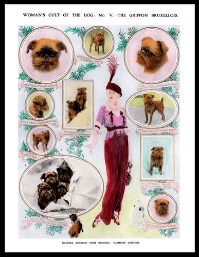 Brussels griffon lady and dogs - griffon,