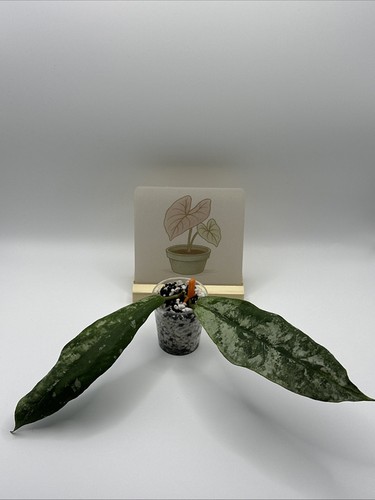 Hoya buntok silver unrooted - buntok,