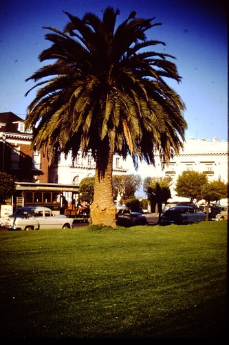 1950s canary island - date, palm