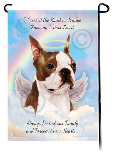 Boston terrier brown white - boston,