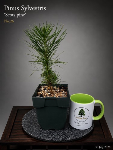 Scots pine bonsai starter tree - bonsai,