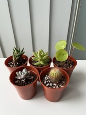 Succulent & Cacti Mix - 5