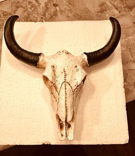 Longhorn cow skull - longhorn, resin