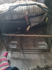 Birds cages - 3,