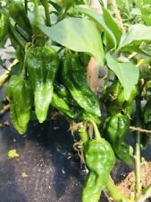 100% Genuine Dorset Naga