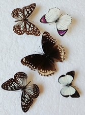  Butterfly Collection Set x5