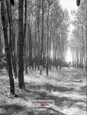 Sunny Forest Path, Glass Plate, Vintage Photo, Negative 9X12 CM