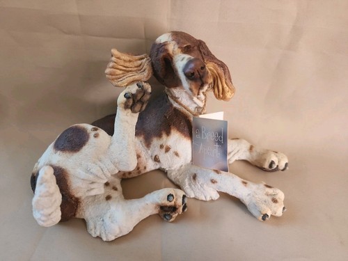 Breed apart english springer - breed,