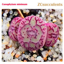 Conophytum minimum headed - conophytum,