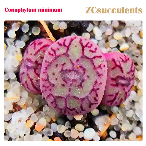 Conophytum minimum headed - conophytum,