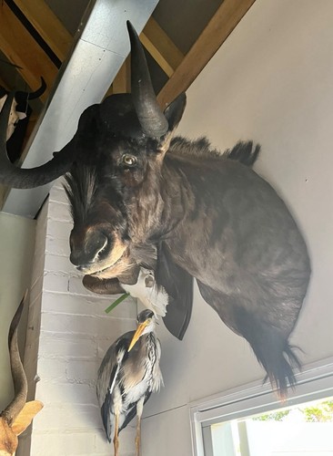 Black wildebeest very correct - wildebeest,