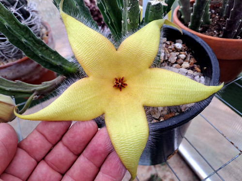 Stapelia lemon yellow - stapelia, hybrid