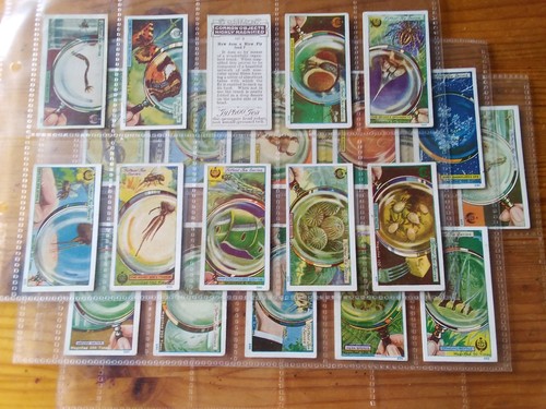 Typhoo tea trade - cards:, common