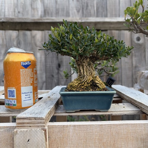 Boxwood bonsai tree - boxwood,