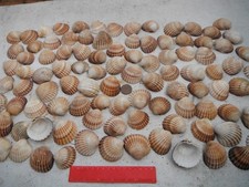 job lot of 100 large "rough"