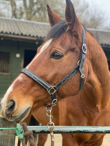 Black leather head collar - ,