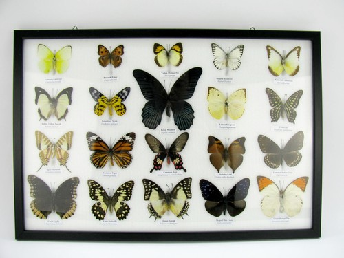 Beautiful butterfly - 20,