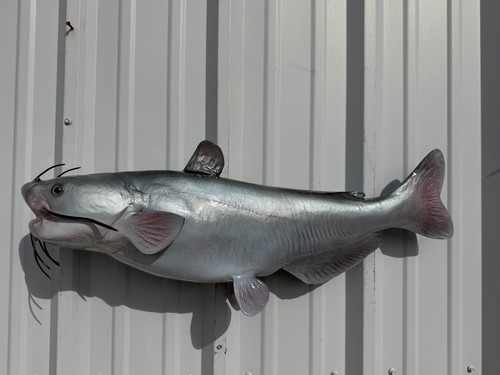 Blue catfish full - 31", mount