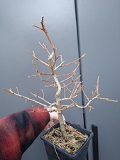 T7 Japanese Larch Bonsai Tree 